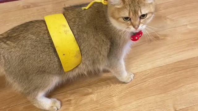 The kitten won't walk anymore