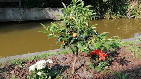 Beautiful orange tree in garden