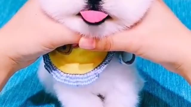 Funny and Cute Puppies Video Compilation