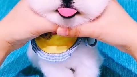 Funny and Cute Puppies Video Compilation