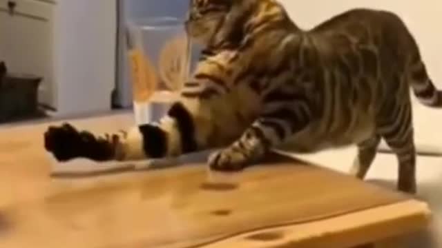 Funny Cats 2021 😂😹Cat vs Water Glass➤😂😹Do not laugh➤➤ Funny video ➤➤➤Cute cats