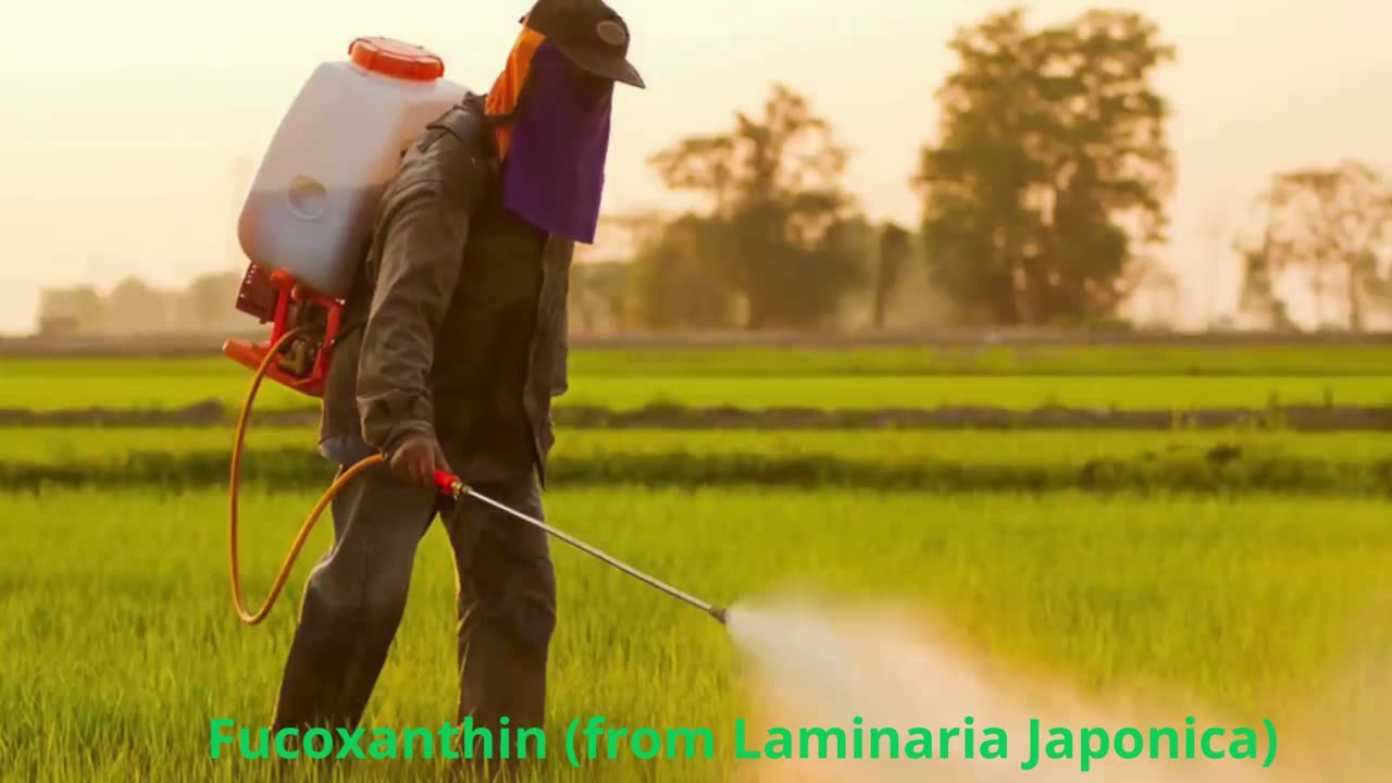 Fucoxanthin (from Laminaria Japonica)