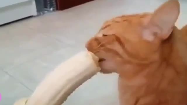 Funny and Cute Cat Videos #241