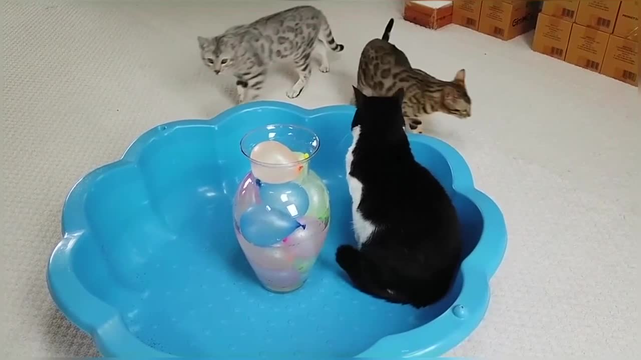 Bengal Kittens Vs Water Balloons StayHome