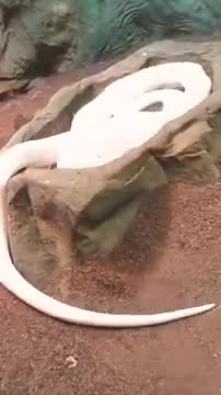 white snakes eat cats