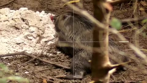 Hunt pig very excited