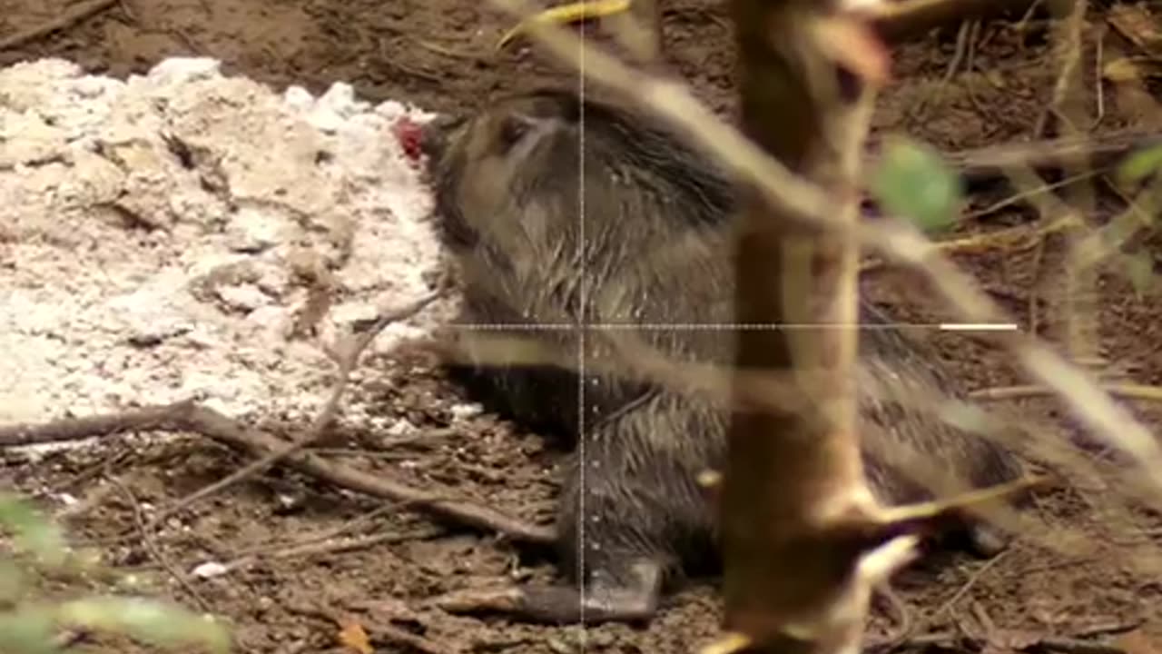 Hunt pig very excited