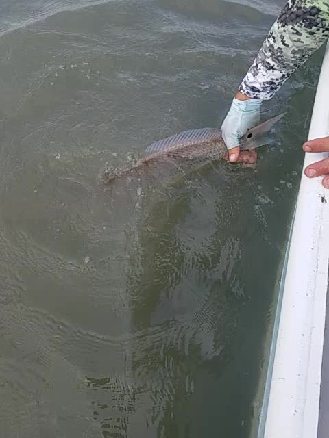Redfish Release