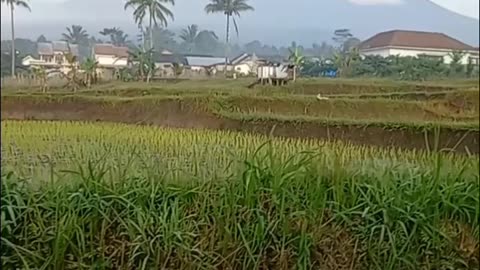 Morning vibes INDONESIA
