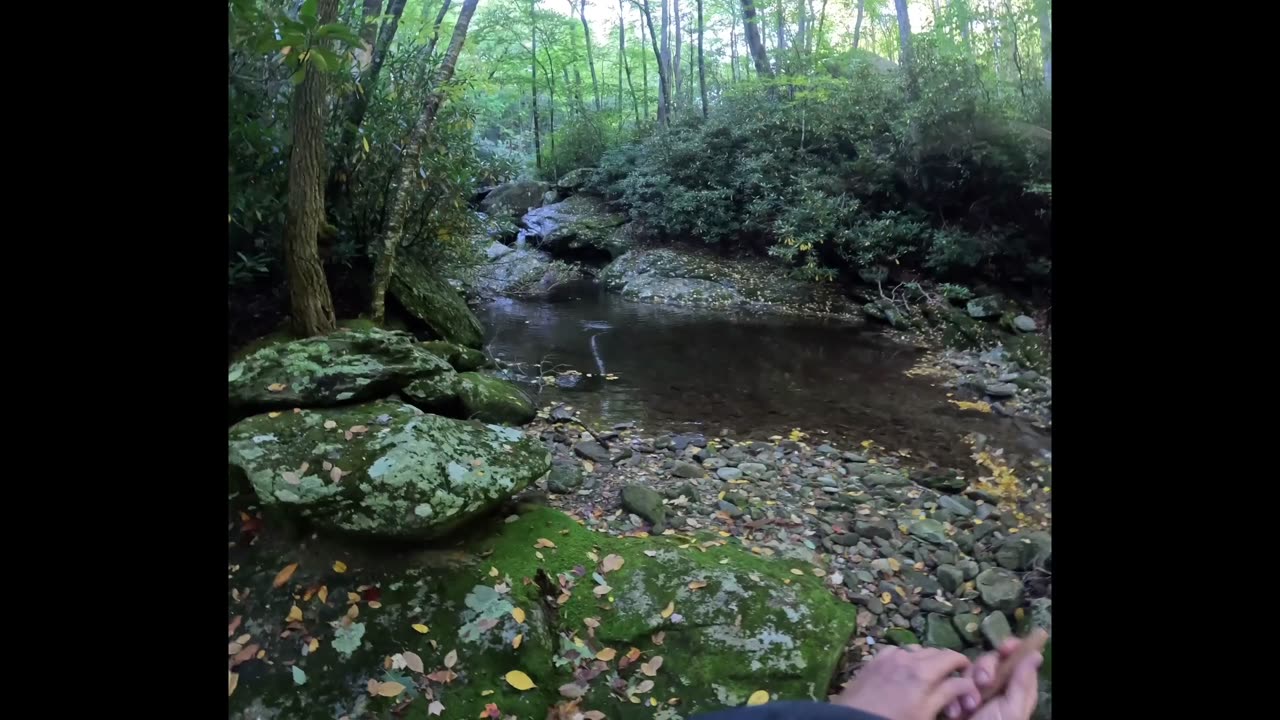 Brook trout fishing, Pisgah National forest 9-29-23