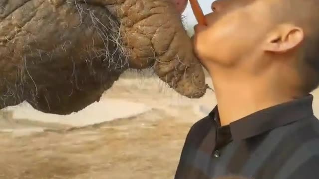 The breeder and the elephant share food