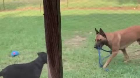 Dog teaches older dog how to play