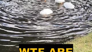 What Are These Ducks Doing? Eating ? Cooling Off??