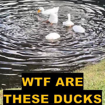 What Are These Ducks Doing? Eating ? Cooling Off??