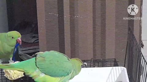 Parrot Eating