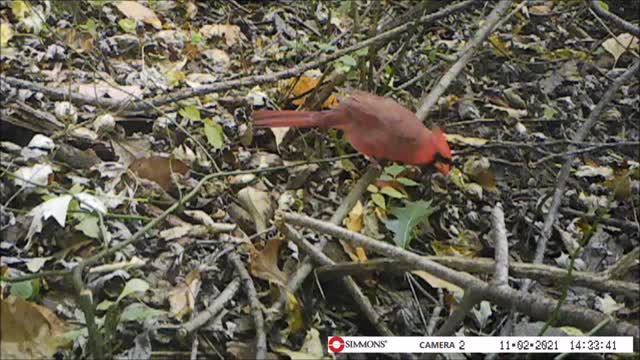 Backyard Trail Cam - Cardinal