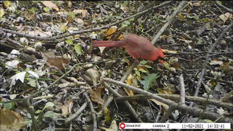 Backyard Trail Cam - Cardinal