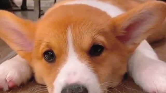 A dog face disdain