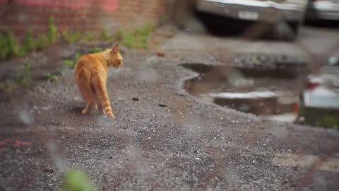 An alley cat poses behind a chainlink fence