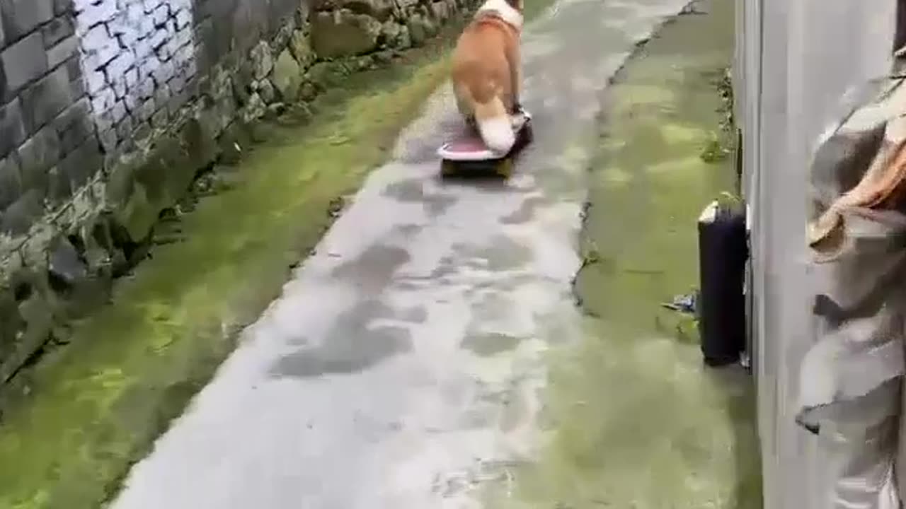 Dog amazing Skill