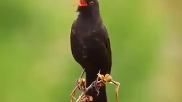 Blackbird sings in nature