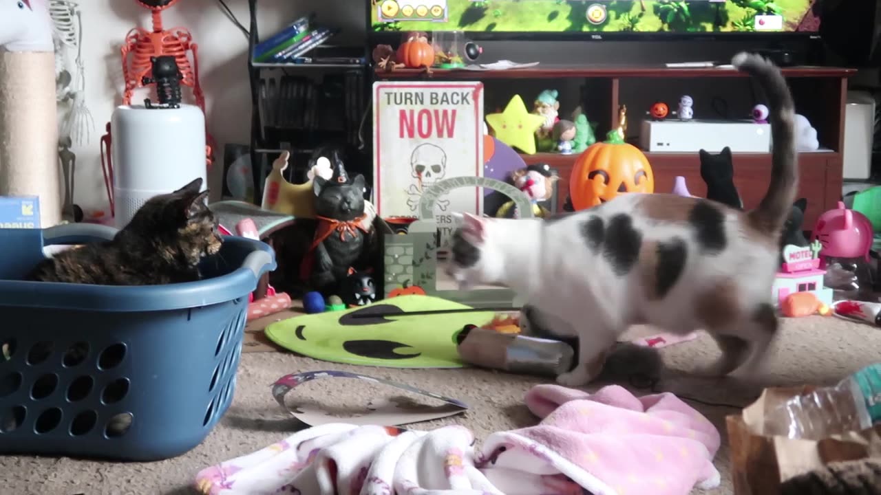 Cats play in the laundry basket