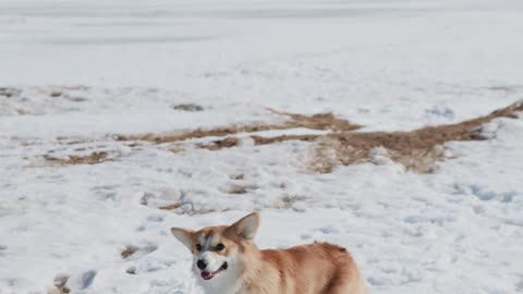 DOG IN ICE