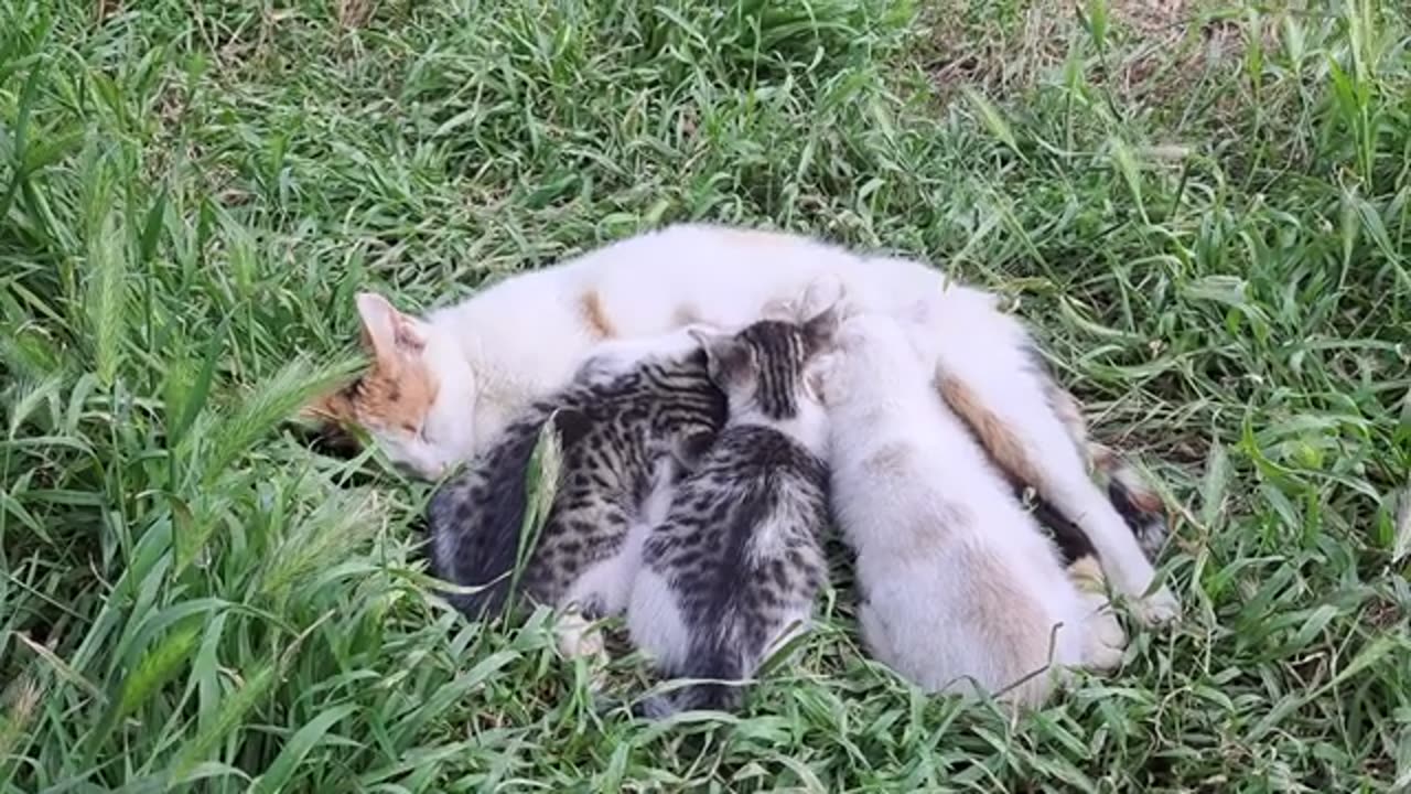 Little kittens are playing 🥰 Can't get enough of looking at these kittens