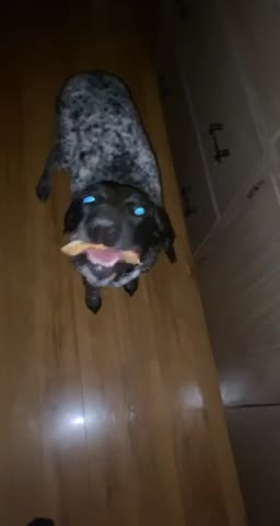 Real-Life Lessons About My Dog Having Food