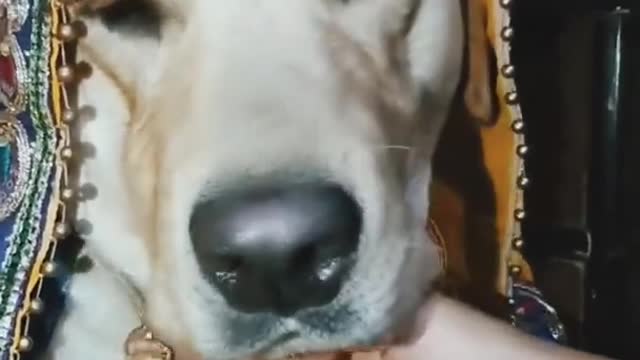 Cute labrador #dog shy ki dulhaniya aa gayi hai || Nayi Naveli