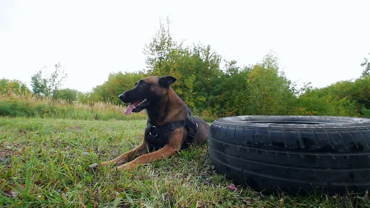 Dog carries a car tire in teeth. Forest