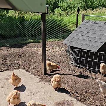 OMC! Happy summertime flock - Chickens are dedicated to finding food! #chickens #food #shorts #flock