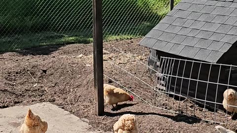 OMC! Happy summertime flock - Chickens are dedicated to finding food! #chickens #food #shorts #flock