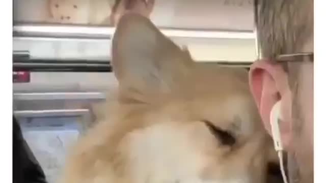 Best Funny Animal Videos 2022 😺 Funny Dog Videos 2022 😁 Funniest Dog Videos 😁😇