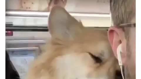 Best Funny Animal Videos 2022 😺 Funny Dog Videos 2022 😁 Funniest Dog Videos 😁😇