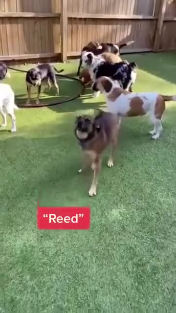Dogs reacting to their names being called..