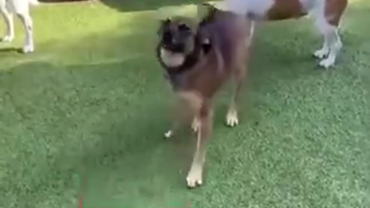 Dogs reacting to their names being called..