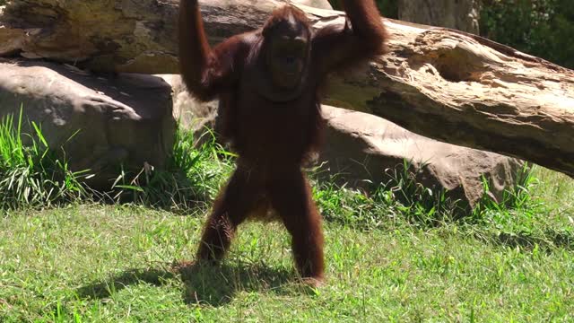 Orangutan doing kungfu stretching