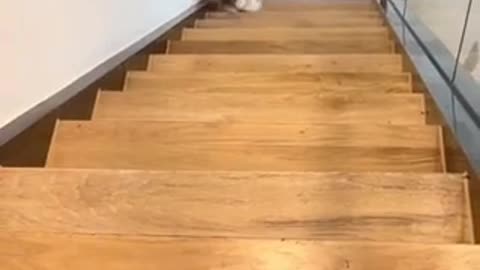 Very cut cat short video 🤣🤣😂