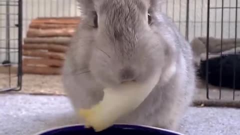 greedy rabbit