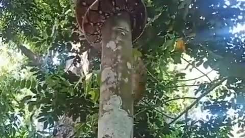 How python climbs on a tree....