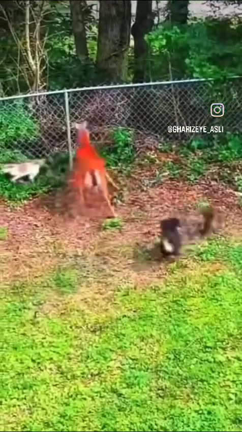 Have you ever seen a deer take down dogs? 🤯 This deer leaps.....🐕‍🦺🦌