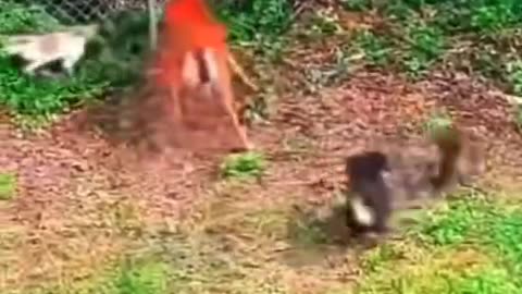 Have you ever seen a deer take down dogs? 🤯 This deer leaps.....🐕‍🦺🦌