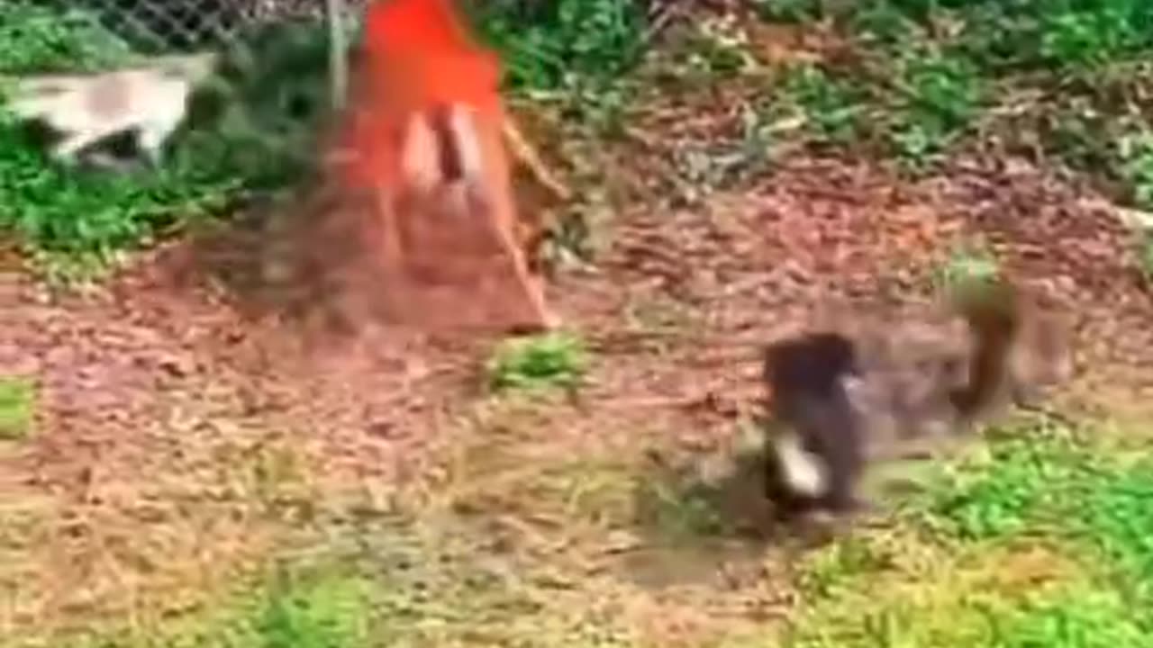 Have you ever seen a deer take down dogs? 🤯 This deer leaps.....🐕🦺🦌