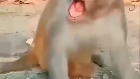 funny Funny baby 👶 video🤷🏼‍♀️😂
