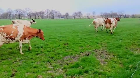 Animals video