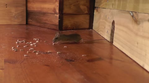 Cat TV ~ Mice in The Jerry Mouse Hole 🐭 8 HOURS 🐭 Videos for Cats