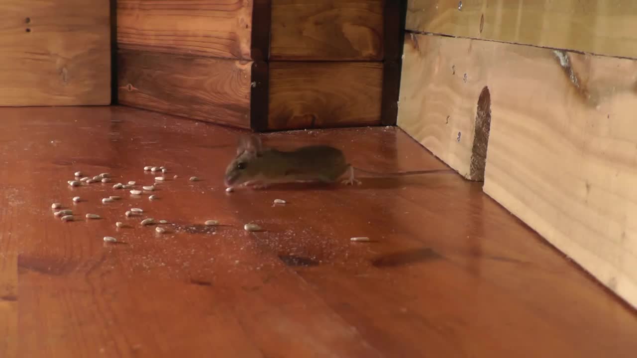 Cat TV ~ Mice in The Jerry Mouse Hole 🐭 8 HOURS 🐭 Videos for Cats