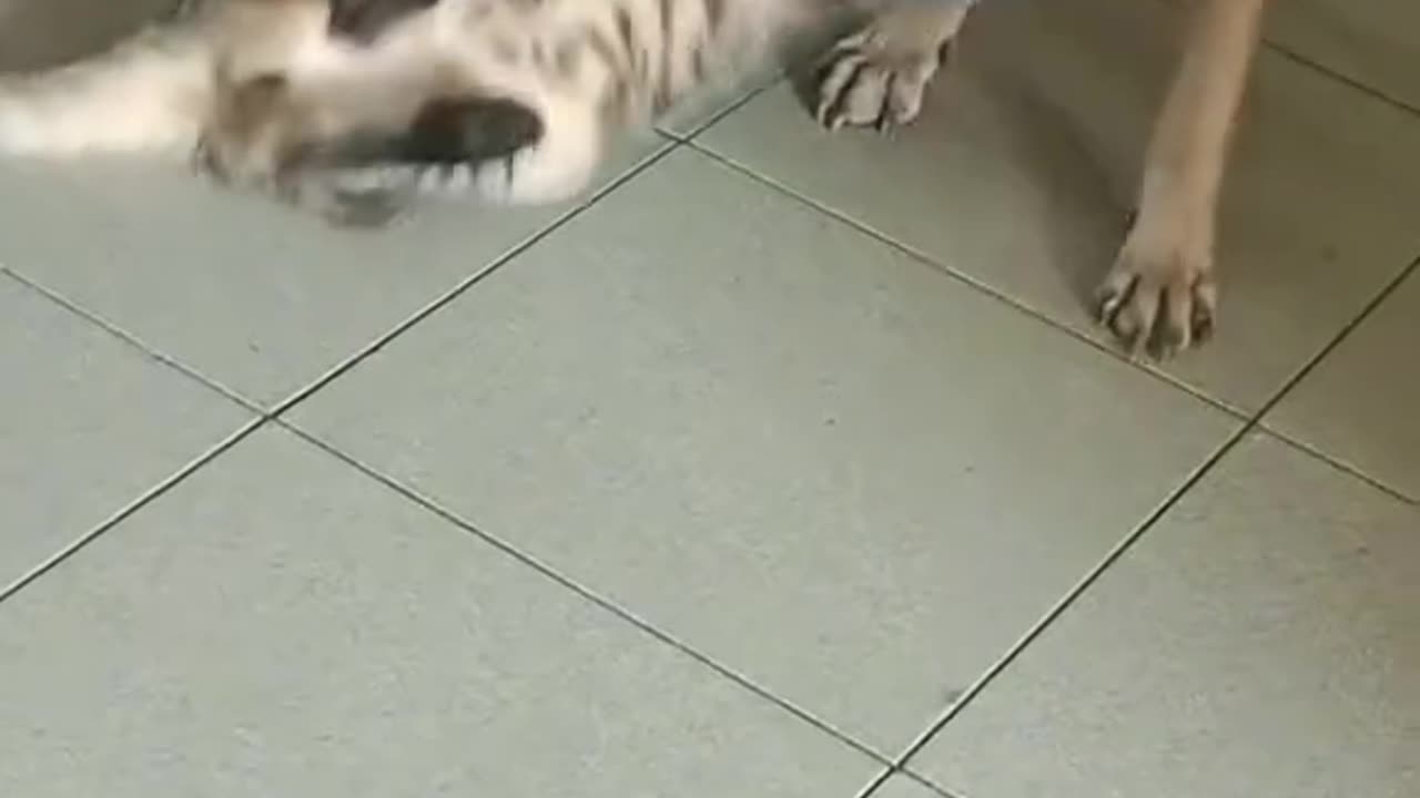 Cat and Dog Wrestling