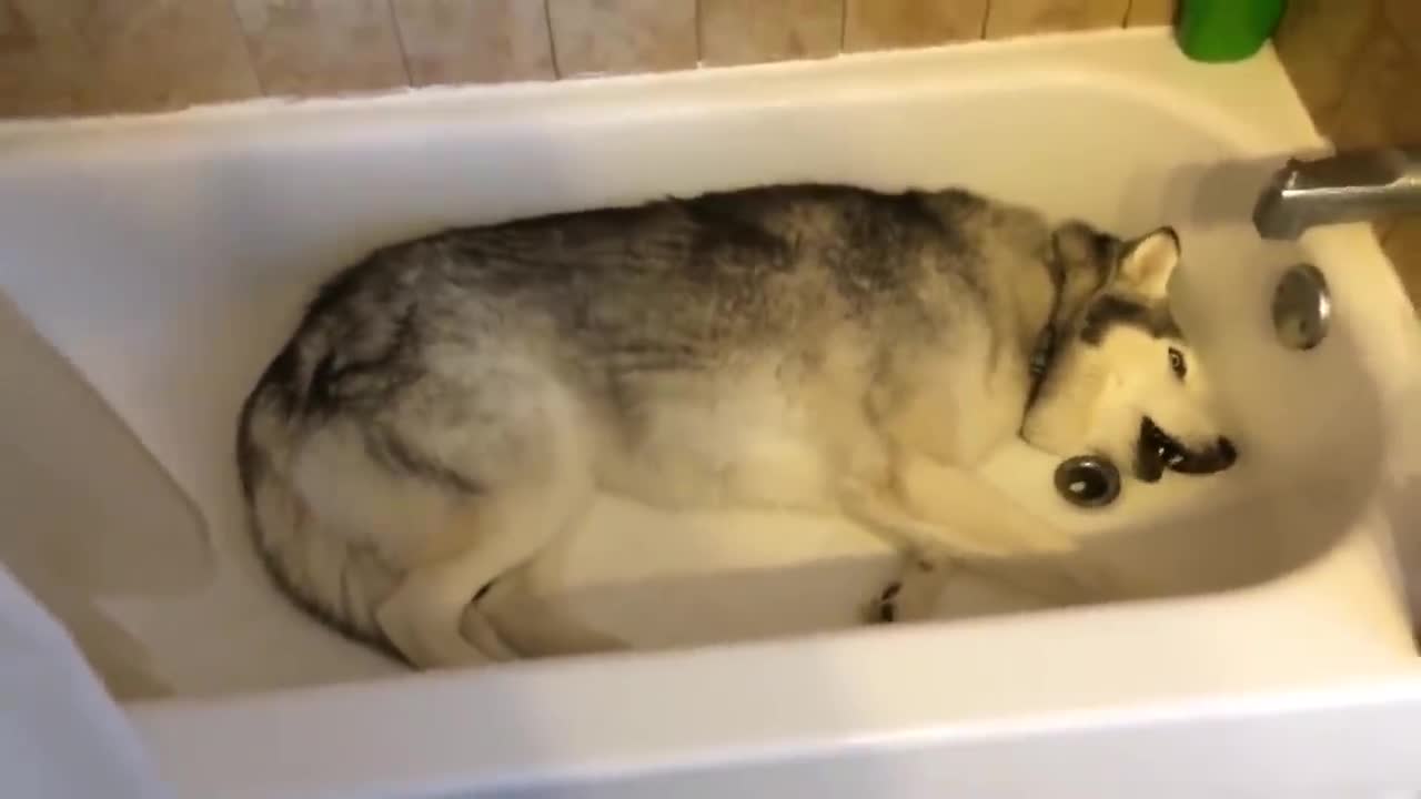 Stubborn Husky throws hilarious temper tantrum in the bathtub